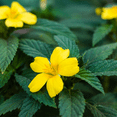 thumbnail image 4 of Herb To Body Damiana Leaf Powder | Turnera Diffussa | Wildcrafted | 4oz, 4 of 5