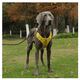 thumbnail image 5 of Pechera Arnés Lab. gDe Seguridad Para Perro AMARILLO talla G, 5 of 5