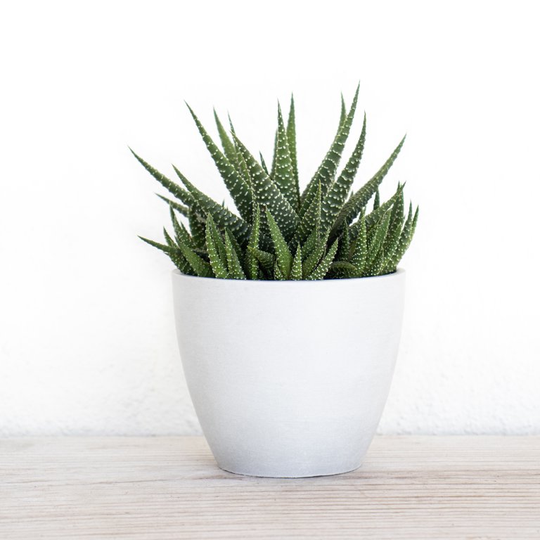United Nursery 4 Pack of Live Zebra Plant Green and White Succulent Plants  in 4in Grower Pots - Walmart.com