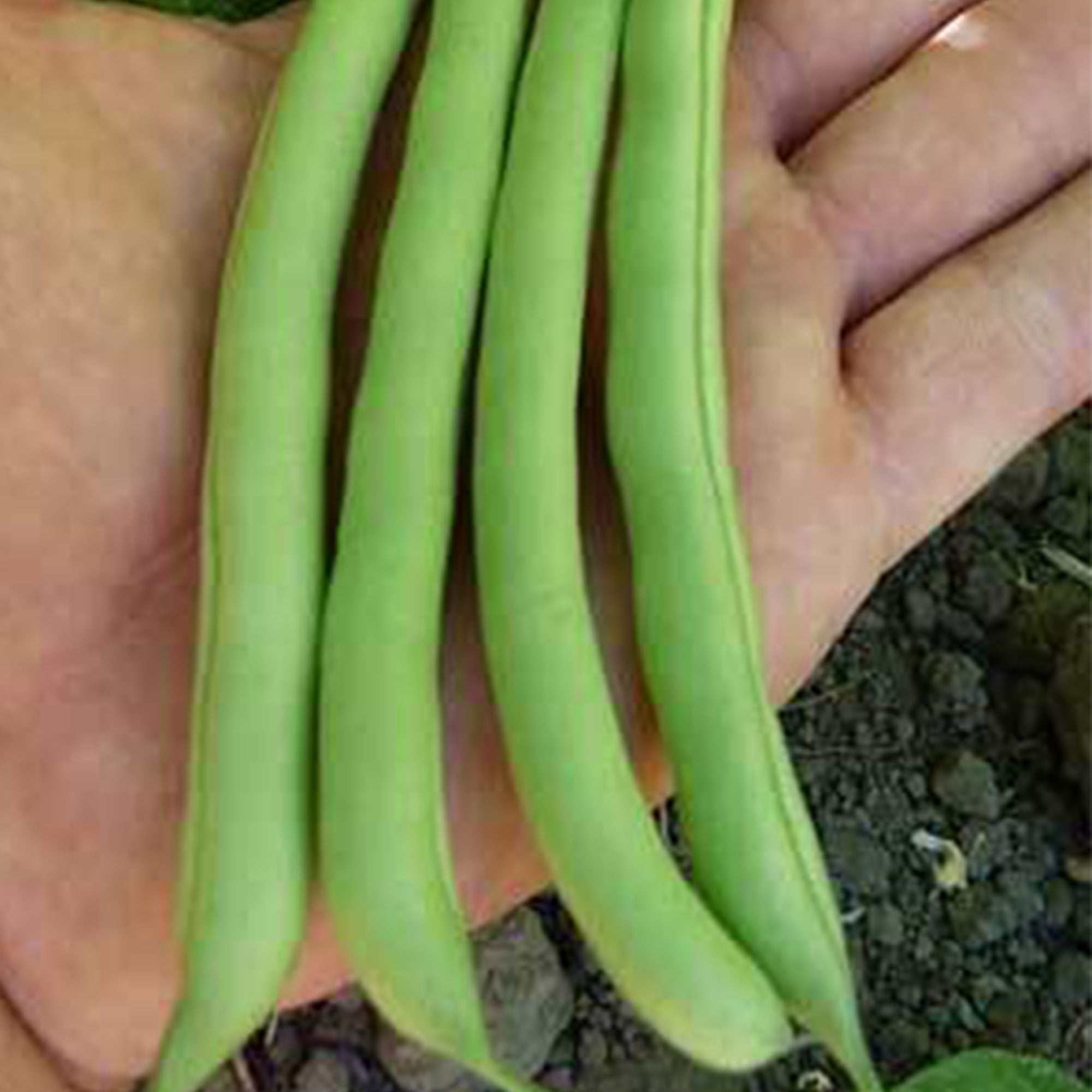 Harvester Bush Bean 1 LB 1,200 Seeds Heirloom, Open Pollinated