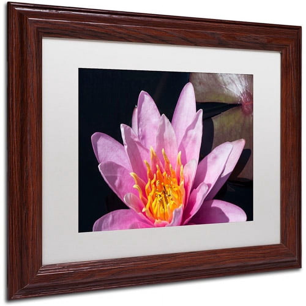 Trademark Fine Art "Pink Lotus" Canvas Art by Kurt Shaffer White Matte, Wood Frame