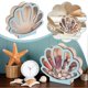 thumbnail image 5 of Wooden Shell Shaped Display Organizer Oak Acrylic Box Indoor Decoration, 5 of 5