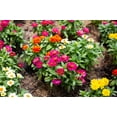 thumbnail image 4 of 150 DWARF THUMBELINA ZINNIA Elegans Mixed Colors Flower Seeds, 4 of 6