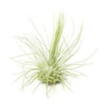 thumbnail image 2 of Tillandsia Fuchsii Air Plant, 2 of 5