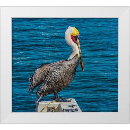 Perry, William 13x12 White Modern Wood Framed Museum Art Print Titled - Brown pelican-Cabo San Lucas-Baja Mexico