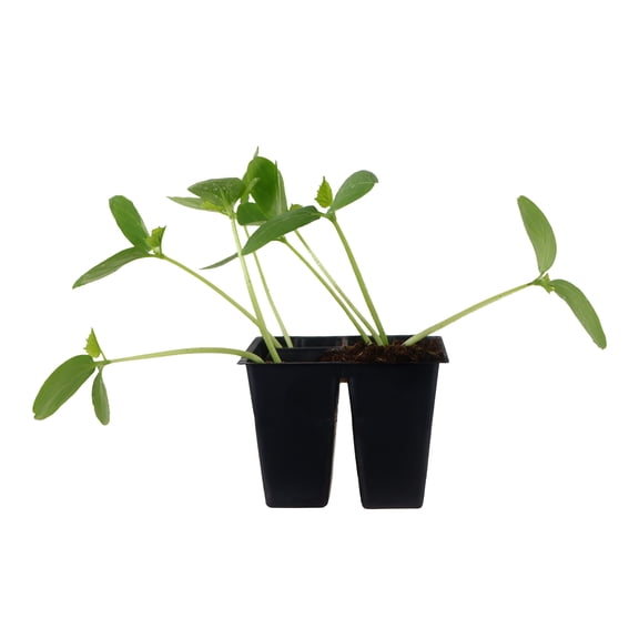 Expert Gardener 6" Cucumber Live Plants in 3" Grower Pot Full Sun 4 Pack