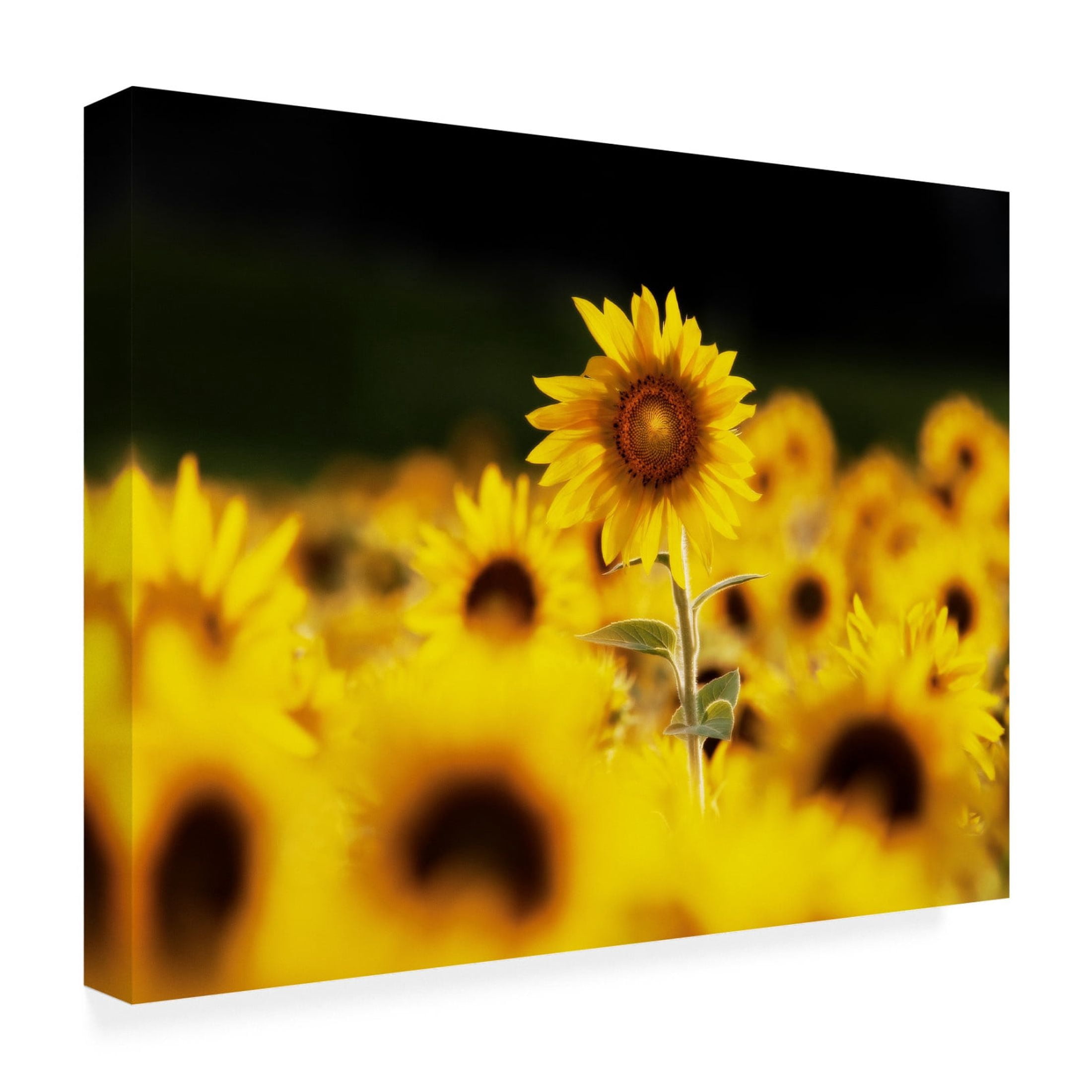 Canvas Wall Art - Clive Branson 'Sunflower Ottawa' Wall Art for Living Room, Bedroom, or Office Décor by Trademark Fine Art - 24 x 18 Inches