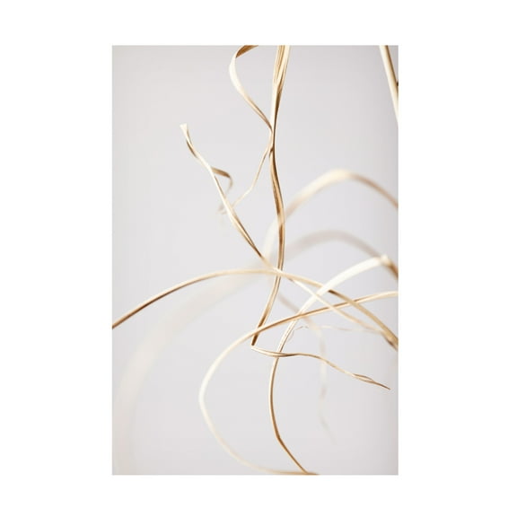 Trademark Fine Art Pictufy Studio Dried Grass Grey 02 Canvas Wall Art