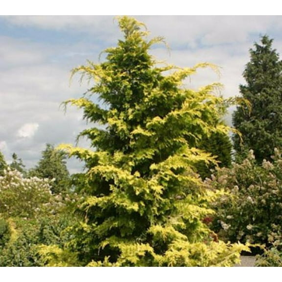 Crippsii Golden Hinoki Cypress - Live Plant ( 2.5 QT ) | Evergreen Tree | Great for Privacy