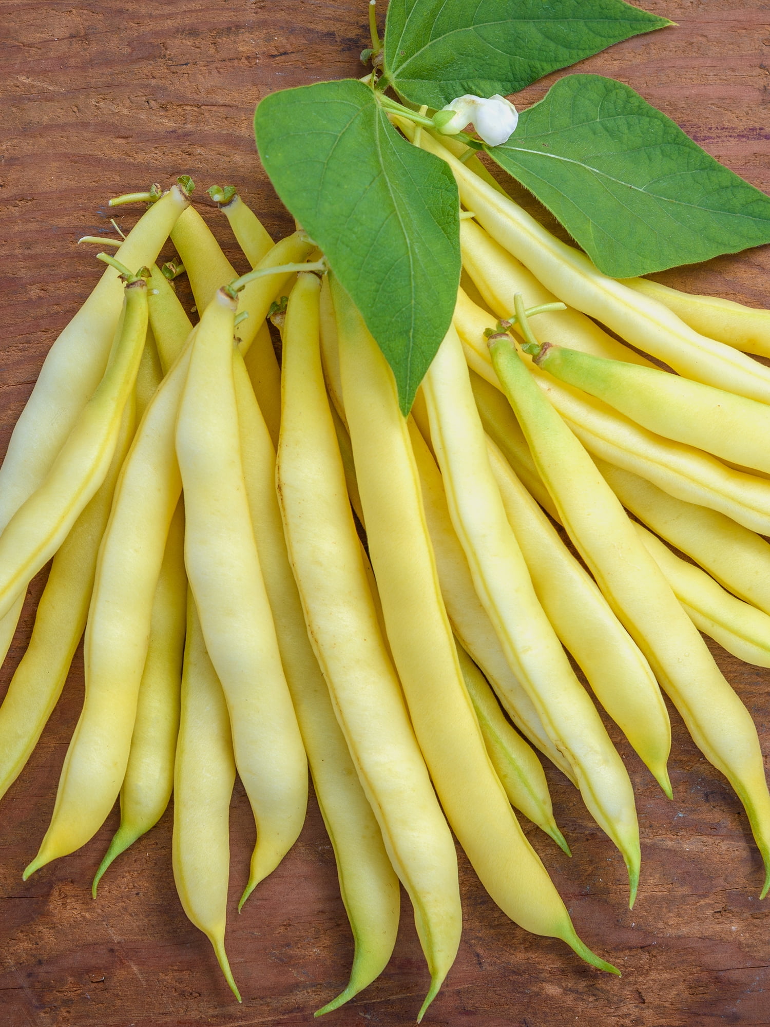 Burpee Organic Golden Wax Improved Bush Bean