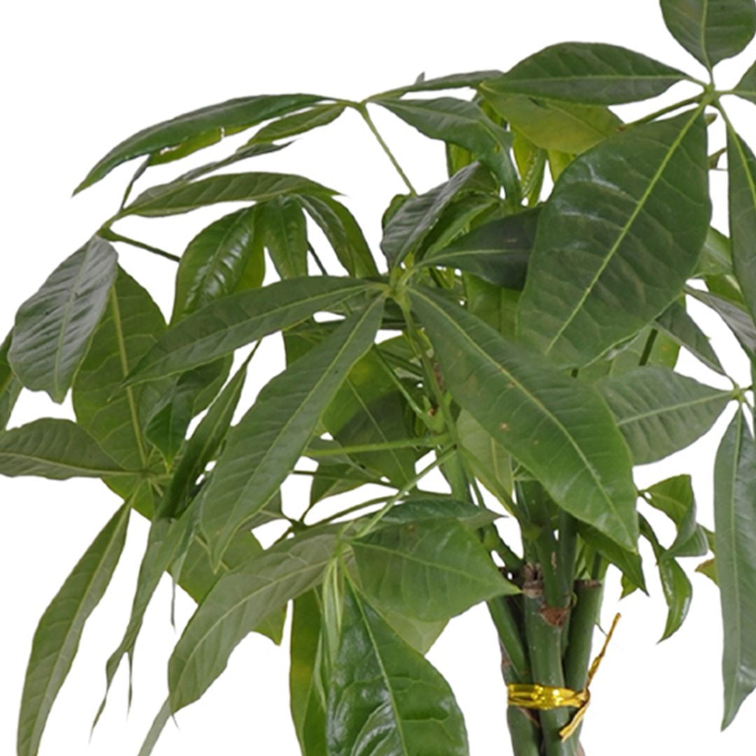 United Nursery Live Money Tree Green Leaf Tropical Indoor Plant 14-18in Tall in 6in Grower Pot