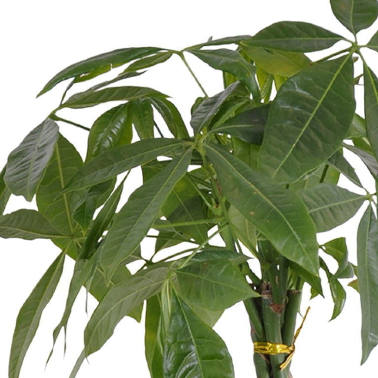 United Nursery Live Money Tree Green Leaf Tropical Indoor Plant 14-18in  Tall in 6in Grower Pot - Walmart.com