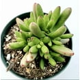 thumbnail image 2 of Crassula Nudicaulis Var. Herrei Succulent Live Plant 2 Inch for Indoor Outdoor Home Office Garden Decor, 2 of 6