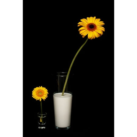 Canvas Print Grow Studio Water Yellow Milk Flower Daisy Stretched Canvas 10 x
