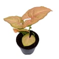 thumbnail image 5 of Neon Pink Syngonium, 2 inch Arrow Head Vine Vining Indoor Plant, 5 of 8