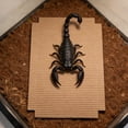 thumbnail image 4 of BESTYASH 100Ud De Cartón Corrugado Para Terrario De Reptiles Color Absorción, 4 of 6