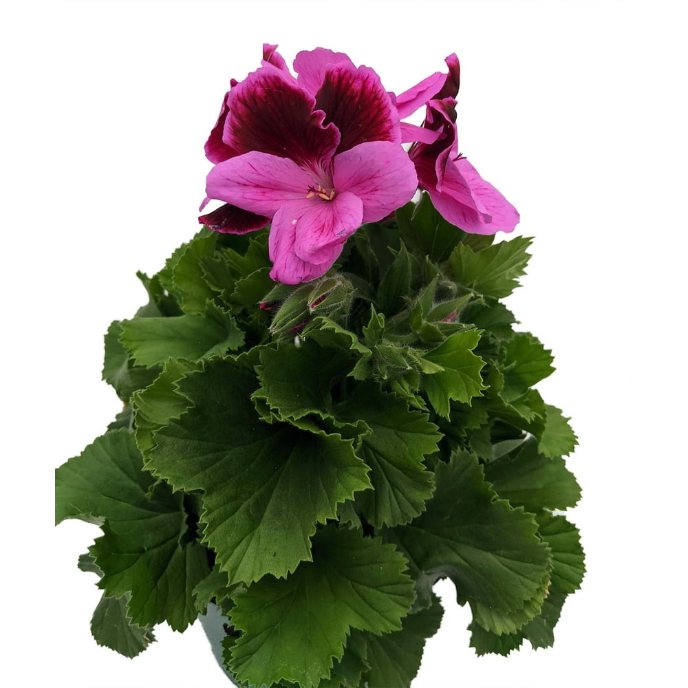 Martha Washington Regal Geranium Pelargonium 6" Pot Grow Indoors