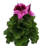 Martha Washington Regal Geranium - Pelargonium - 6" Pot - Grow Indoors or Out