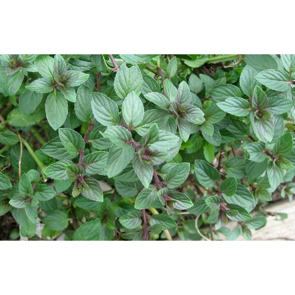 Chocolate Mint Plant Two (2) Live Plants Not Seeds
