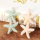 thumbnail image 3 of 2 pinzas para el pelo sencillas con forma de estrella de mar, horquillas de moda para fiestas, accesorios para el cabello (blanco y verde claro), 3 of 5