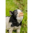 thumbnail image 2 of Hi-Line Gift Ltd 87726-D Baby Pig Sitting Statue, 6.3-inch Height, Black and White, 2 of 3