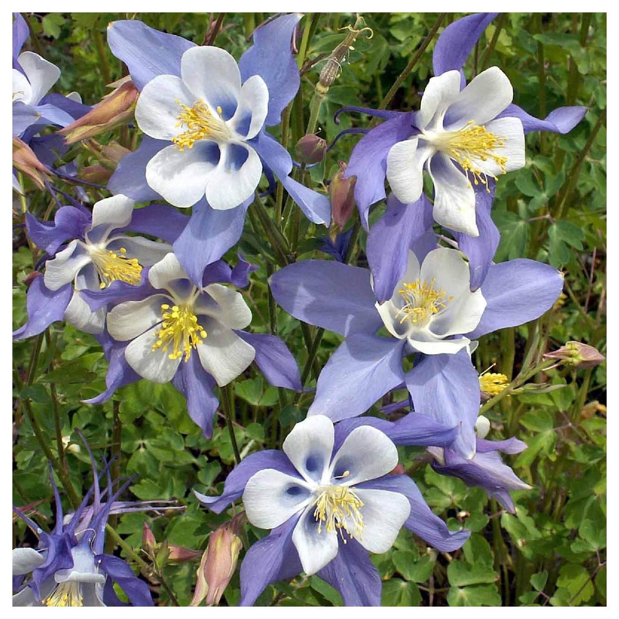 Everwilde Farms - 1 oz Blue Rocky Mountain Columbine Native Wildflower Seeds - Gold Vault Bulk Seed Packet