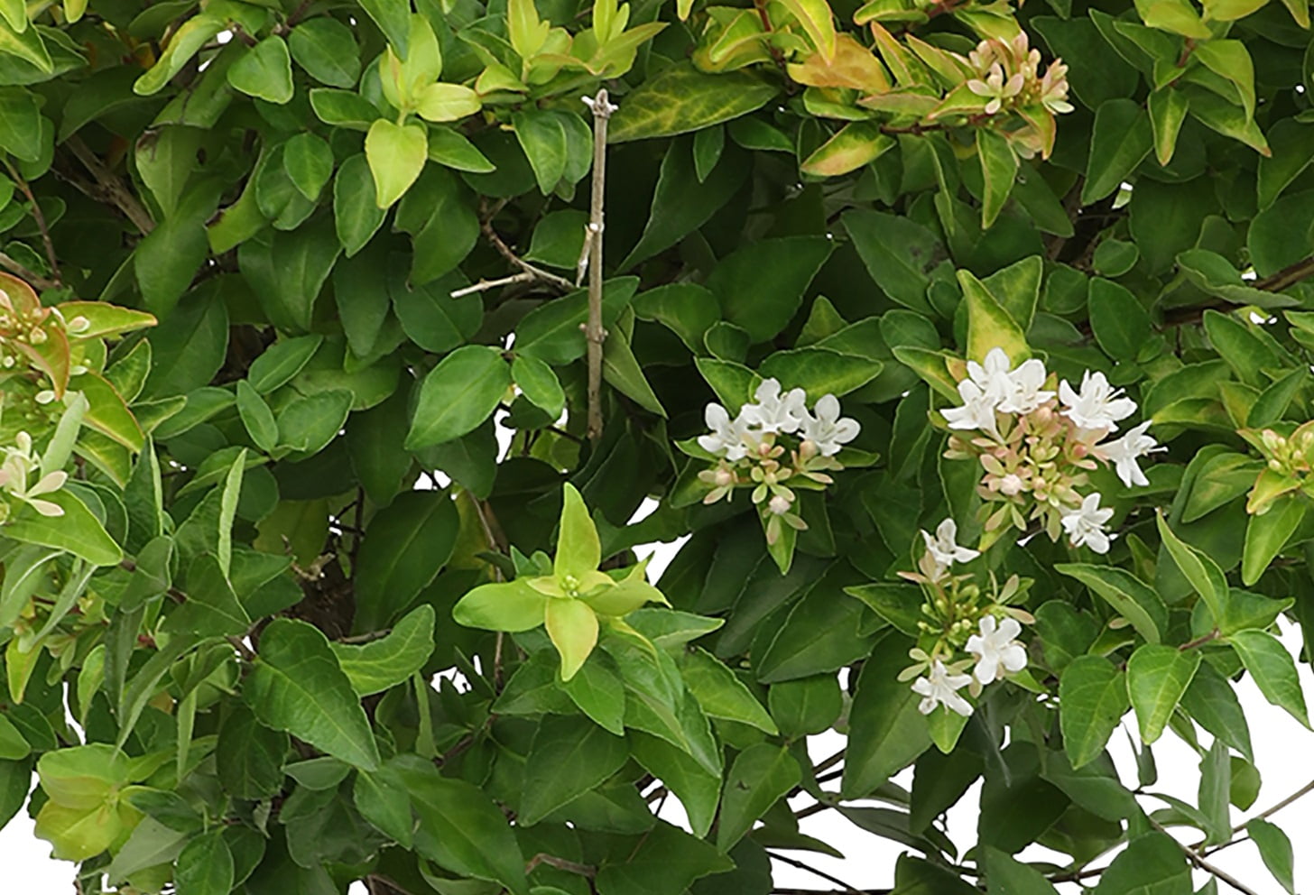 Lone Star Growers Peach Perfection Abelia, Flowering Outdoor Plants & Shrubs, 2 Gal. Pot