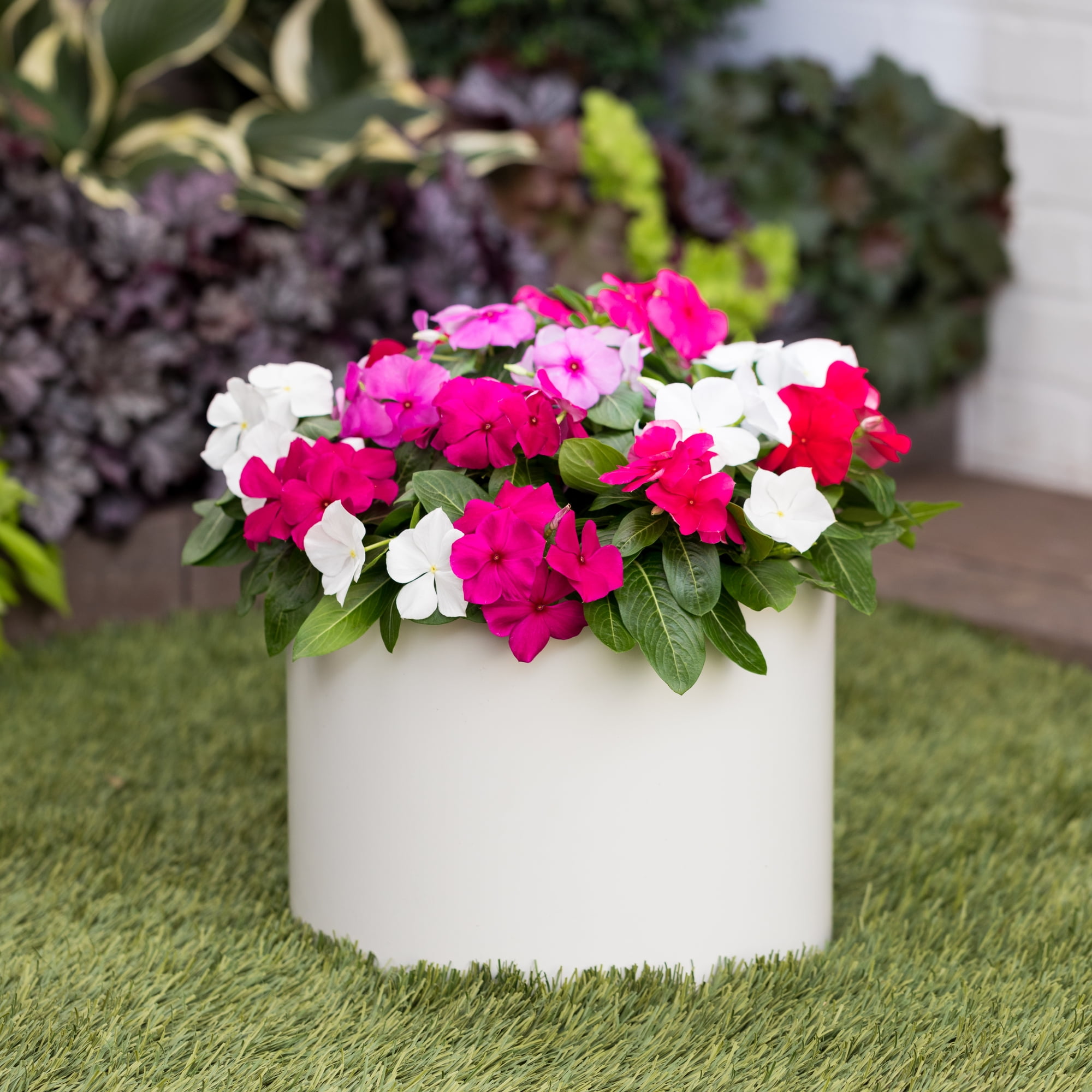 Expert Gardener 2QT Multicolor Vinca Live Annual Plant Sun 3-Pack