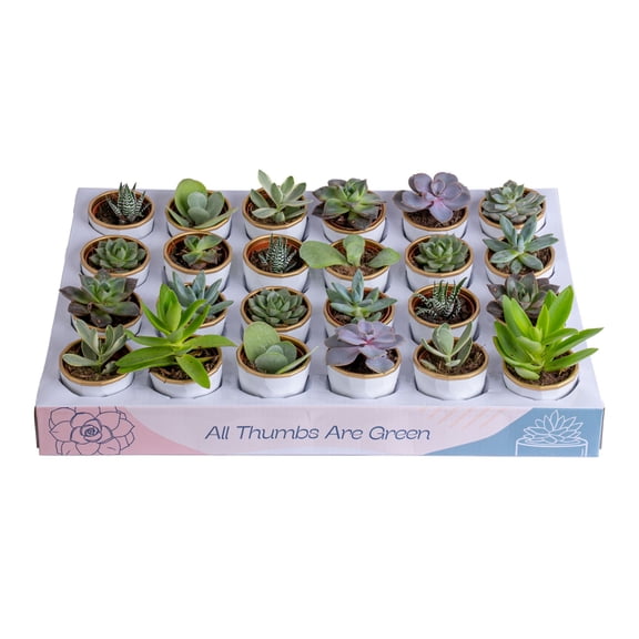 Costa Farms 3" Tall Assorted Succulents, Bright Direct Sunlight, Indoor Live House Plants, 24-Pk