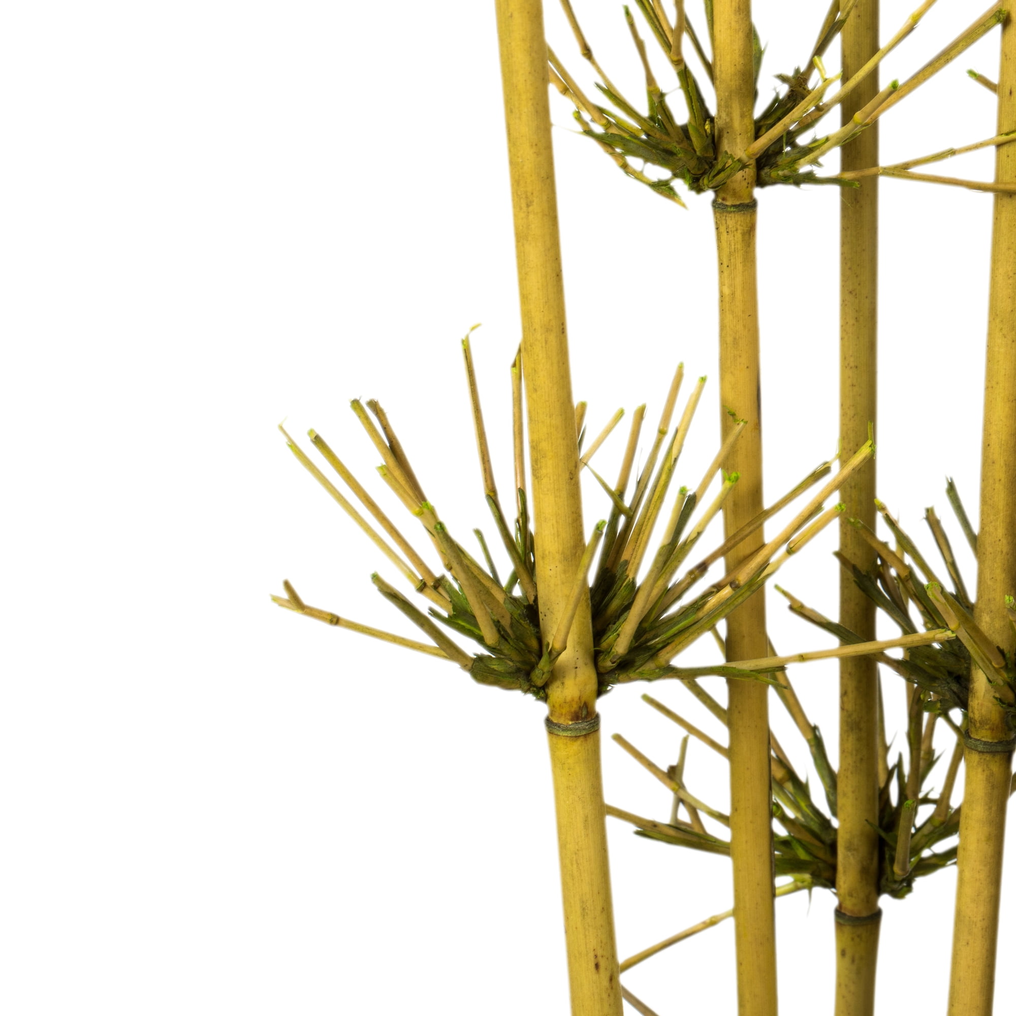 Vickerman 36-40" Basil Star Bamboo Reed, 7 stems, Dried