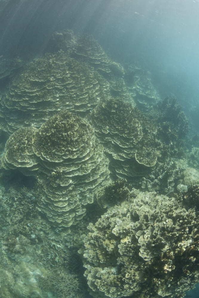 Delicate reef-building corals grow on a reef inside Palaus lagoon Canvas Art - Ethan DanielsStocktrek Images (23 x 34)