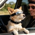 thumbnail image 3 of Gytml Dog Cat Sunglasses Uv Protection, Lightweight Adjustable Strap Pet Goggles, Windproof Eye Care Essential Outdoor Accessory For Small Medium Dogs & Cats(Silver-12X3.5cm), 3 of 4