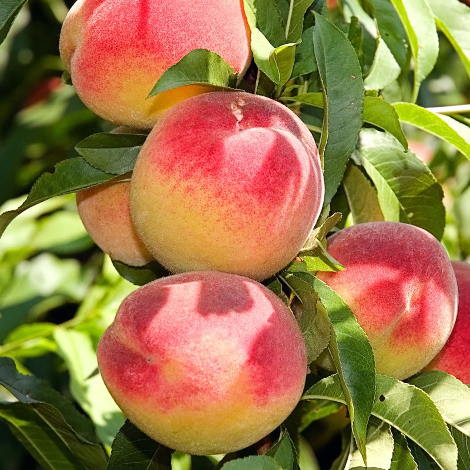 Expert Gardener 3-4 ft. tall Early Elberta Peach Live Tree in 7- Gallon Grower Pot