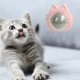 thumbnail image 3 of Kuymtek Catnip Toys Comida para Gatos Natural Y Saludable Comestible Catnip Ball Catmint Snacks (Rosa), 3 of 7