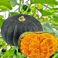 thumbnail image 1 of GSDWIUEW 10 Seeds Sweet Japanese Pumpkin Seed, 1 of 2