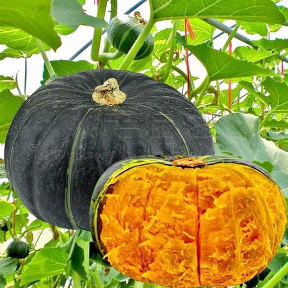 GSDWIUEW 10 Seeds Sweet Japanese Pumpkin Seed