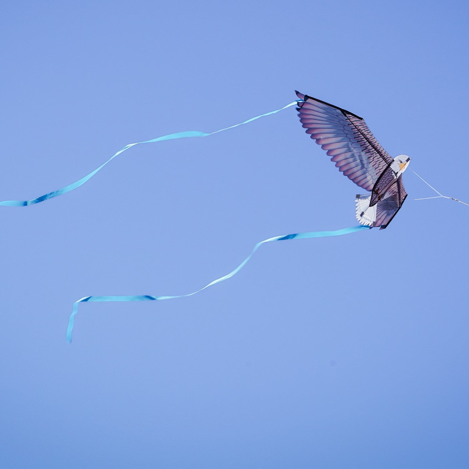 In the Breeze 3516 — 40-inch Bald Eagle Bitty Bird Kite — Bold, Small, Fully Printed Bird of Prey Kite for All Skill Levels