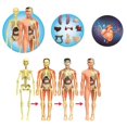 thumbnail image 4 of Modèle d'Anatomie de Torse Humain Amovible pour Apprentissage Scientifique Éducatif, 4 of 7