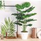 thumbnail image 2 of Planta artificial Der Rose Monstera de 70 cm con maceta blanca, 2 of 7