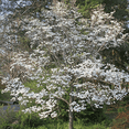 thumbnail image 5 of White Dogwood Tree Live Plant, 6-12'' Tall, Flowering Dogwood Tree for Outdoor Garden, No Ship to HI, AK, PR, 5 of 5