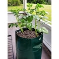 thumbnail image 3 of 2 Bolsas para Plantas - Bolsas para Plantar - para Plantar Bolsas para Plantar Patatas, Zanahorias, Tomates, Frutas, Verde Oscuro, 35*45, 3 of 4