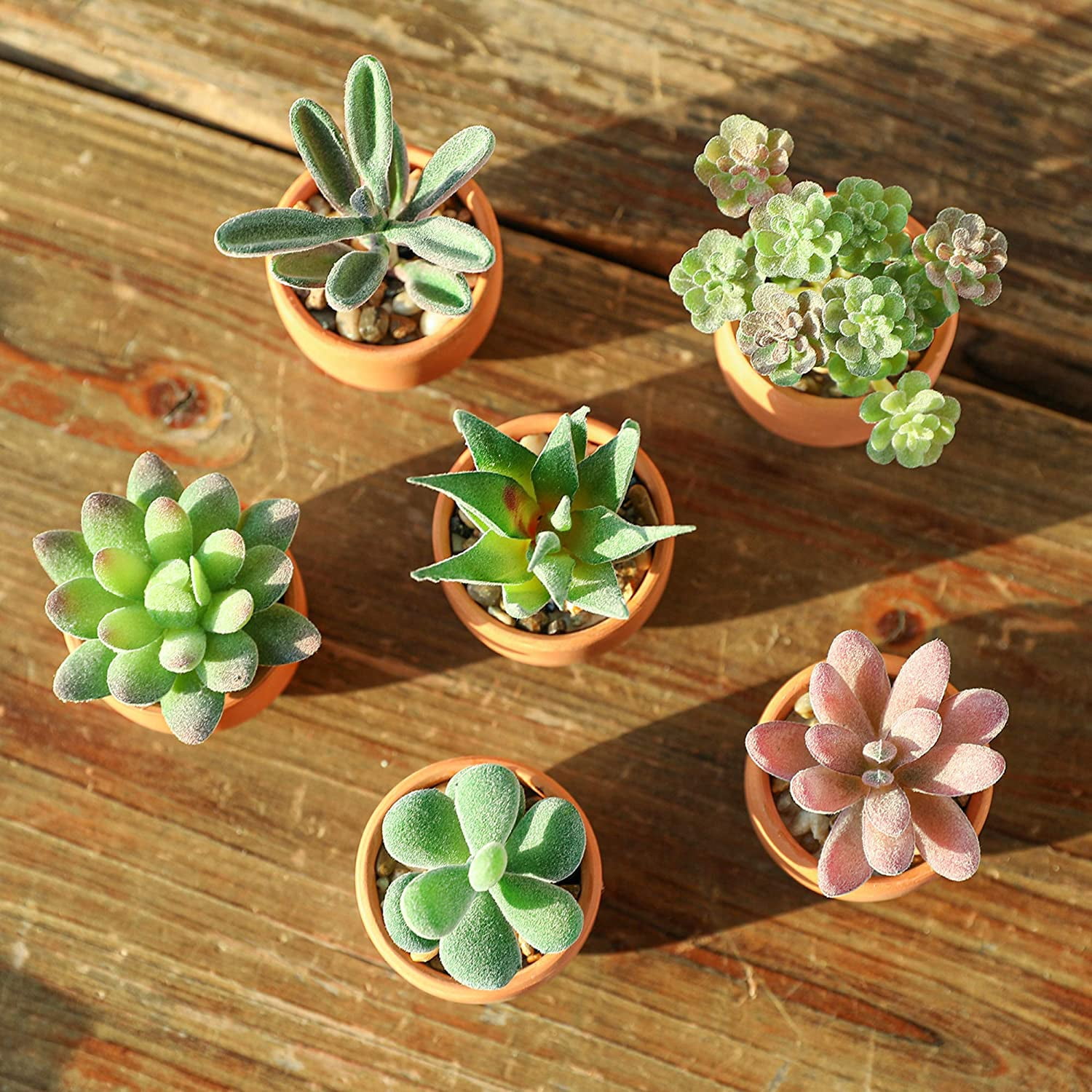 Mini Fake Succulent Plants Artificial Plastic Succulents Potted Faux Assorted Plants for Home Office Table Decoration, Set of 6 (White Plastic Pots)