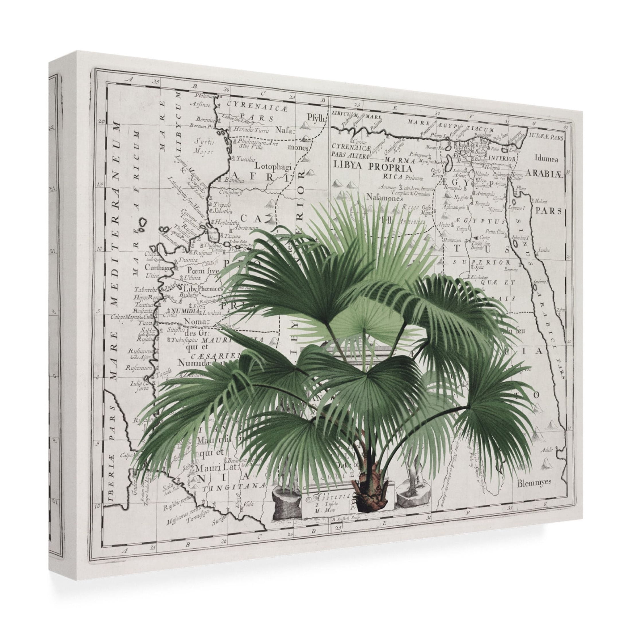 Trademark Fine Art Andrea Haase Tropical Empire No3 Canvas Wall Art