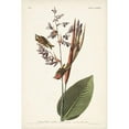thumbnail image 2 of Audubon, John James 13x18 Gold Ornate Wood Framed with Double Matting Museum Art Print Titled - Pl. 183 American Golden-crested Wren, 2 of 4