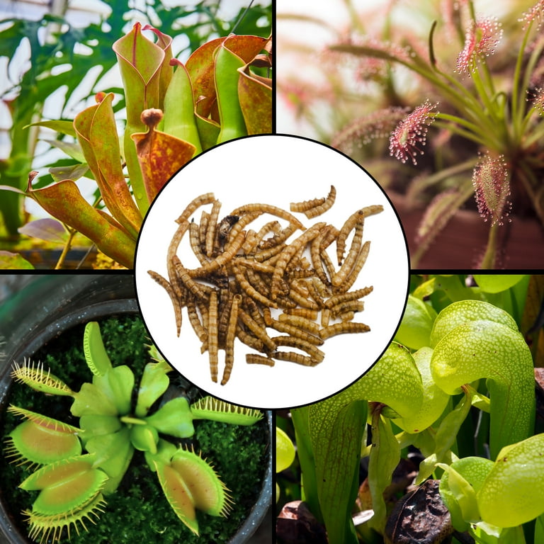Carnivorous Plant Food Dried Mealworms 1oz for Feeding Carnivorous Plants Venus Fly Trap Pitcher Plant Sundews Etc