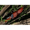 thumbnail image 5 of Deerslayer, 5 of 6