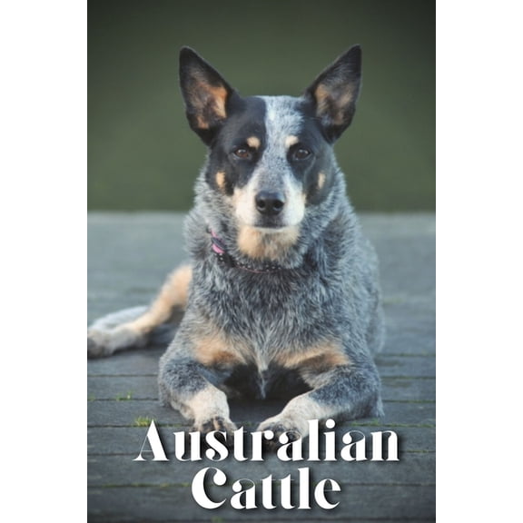Australian Cattle: How to train your dog and raise from puppy correctly (Paperback)