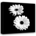 thumbnail image 1 of Jeff Maihara 28x28 Gallery Wrapped Canvas Wall Art Titled - Gerbera Portrait I, 1 of 4