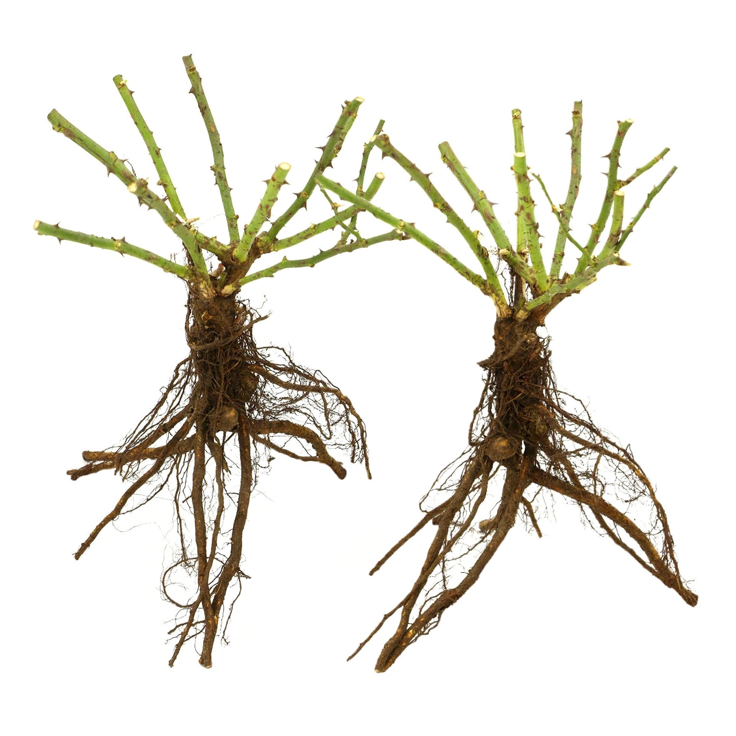 National Plant Network Bare Root Rose Gingersnap with Orange Flowers (5-pack)