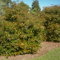 thumbnail image 4 of Southern Living Bronze Beauty Cleyera Live Shrub in 3-Gallon Grower Pot, 4 of 8